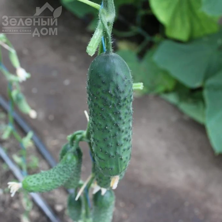 СВ 3506 CV F1 / SV 3506 CV F1,40-45 дней фото 5