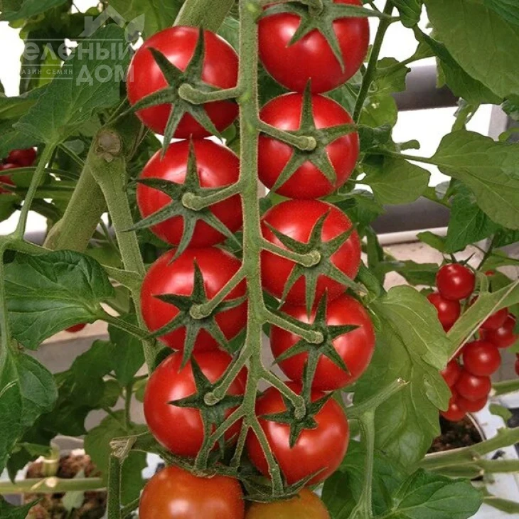 Арома F1 / Aroma F1,100-105 дней фото 1