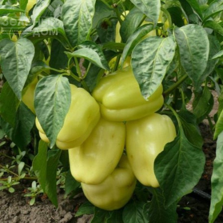 Діамант F1 / Diamant F1,40-45 днів фото 1