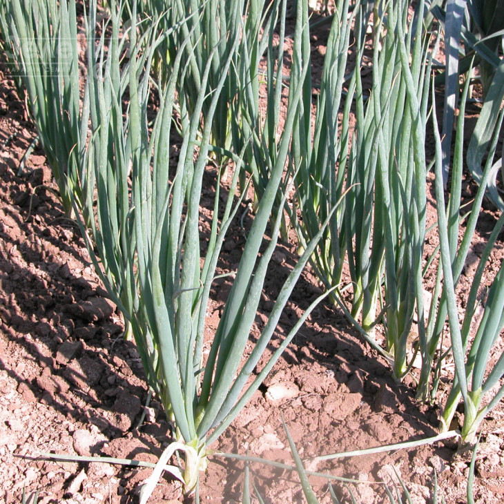 Ентіта / Entita фото 2