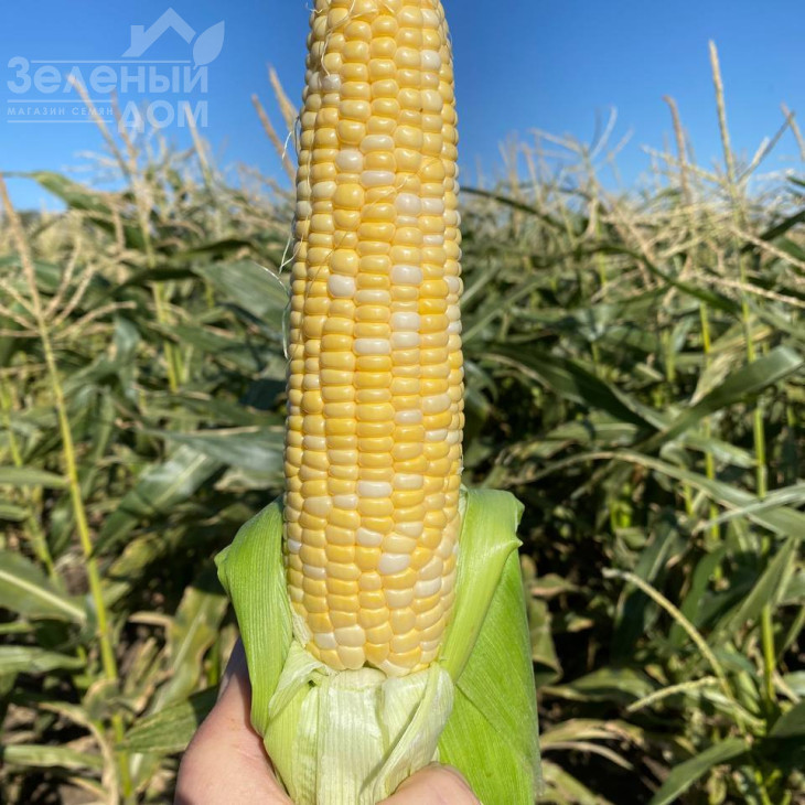 Розі F1 / Rozi F1, 73-74 дні фото 1