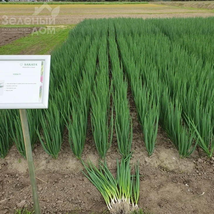 Йода F1 / Yoda F1 фото 1