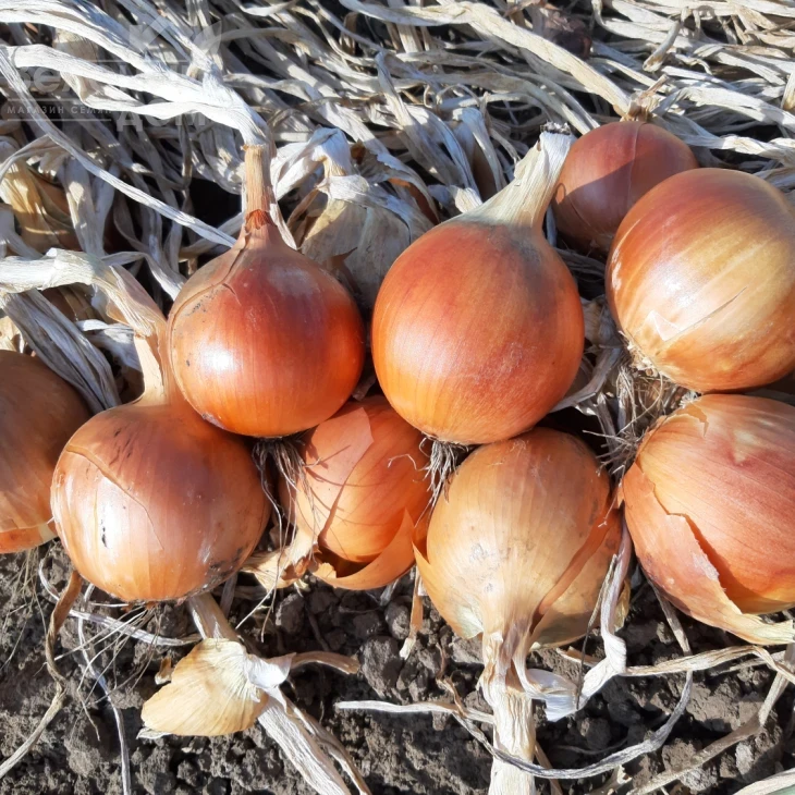 Отаман F1 / Otaman F1, 105-110 дней фото 1