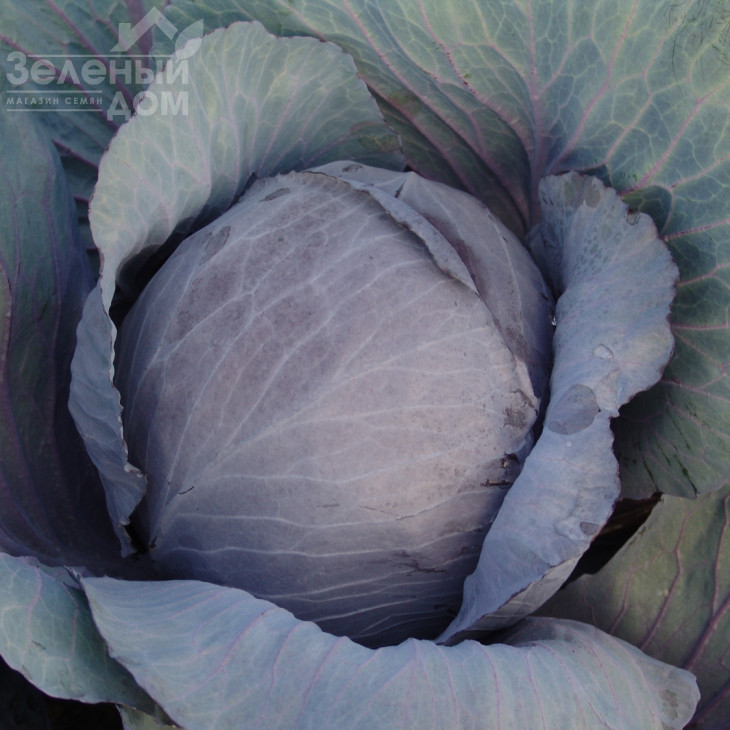 Поурова-червона / Pourova-red фото 1