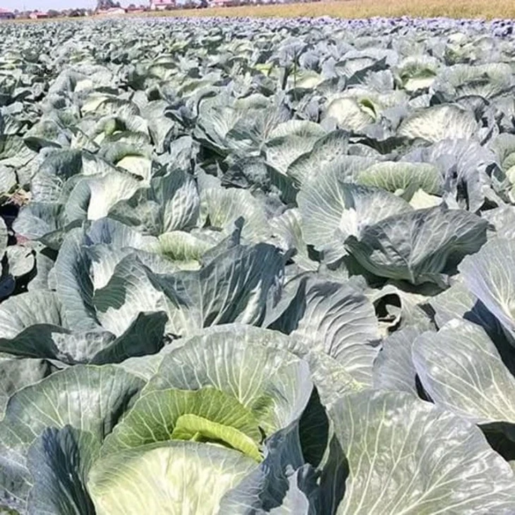 Сармелло F1 / Sarmello F1,90-95 дней фото 3