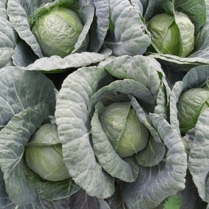 Бурбон F1 / Burbon F1 (Балбро F1),65-70 дней фото 2