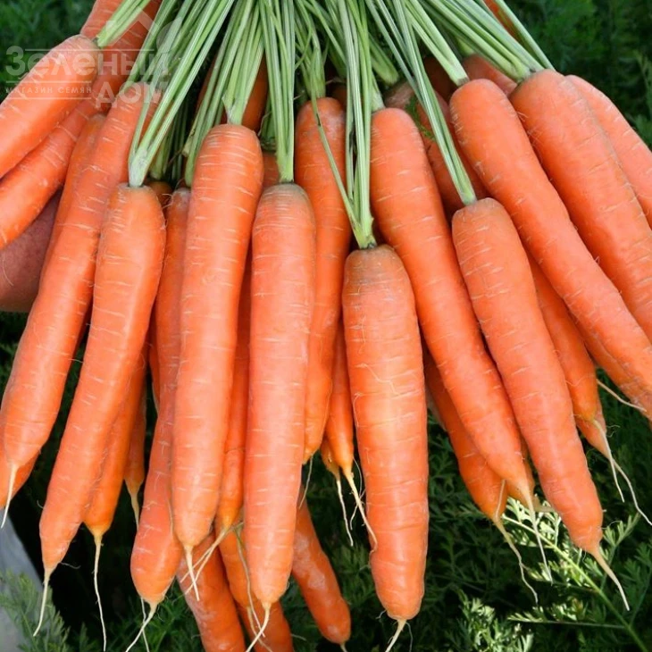 Престо F1 / Presto F1,70-75 дней фото 1