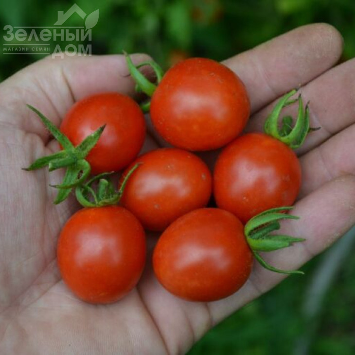 Френзі F1 / Frenzi F1,100 днів фото 1