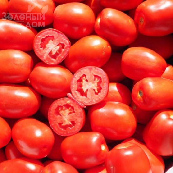 Сентоса F1 / Sentosa F1,85-90 днів фото 1