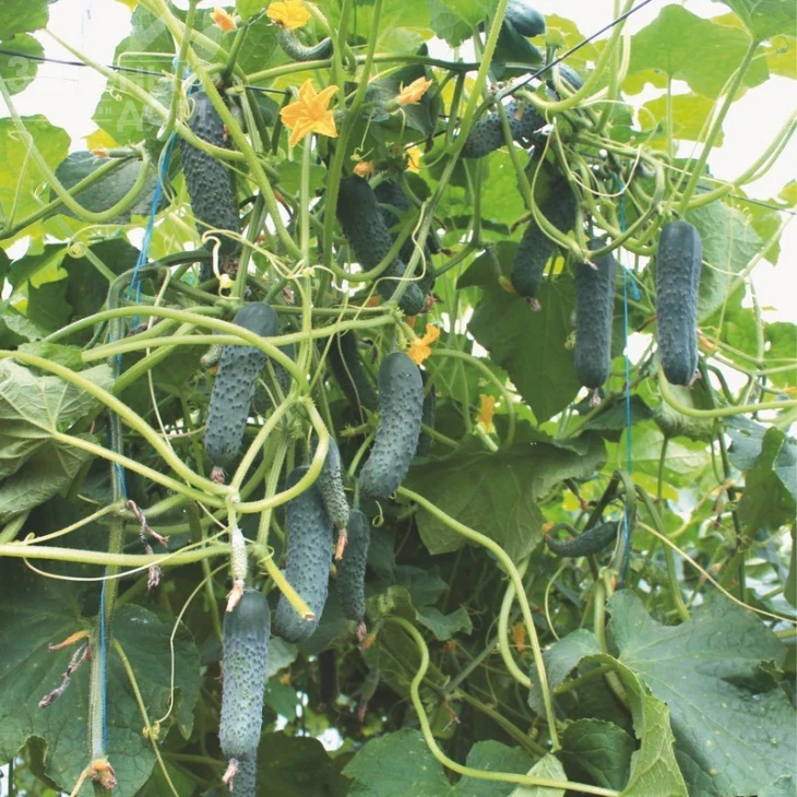 Седрик F1 / Cedrik F1,40-45 дней фото 1