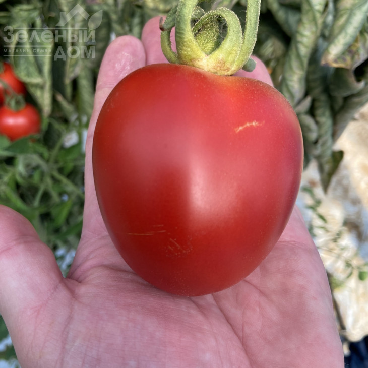 Більбао F1 / Bilbao F1 фото 1