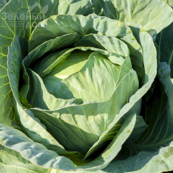 Лібератор F1 / Liberator F1,120-125 днів фото 1