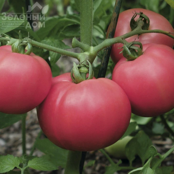 Торбей F1 / Torbay F1,70-75 дней фото 2