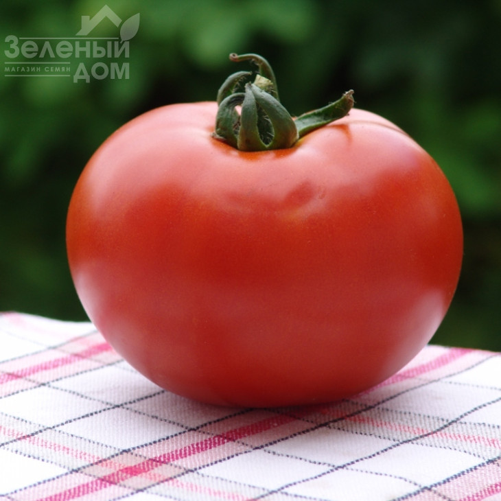 Дафне F1 / Daphne F1 фото 3