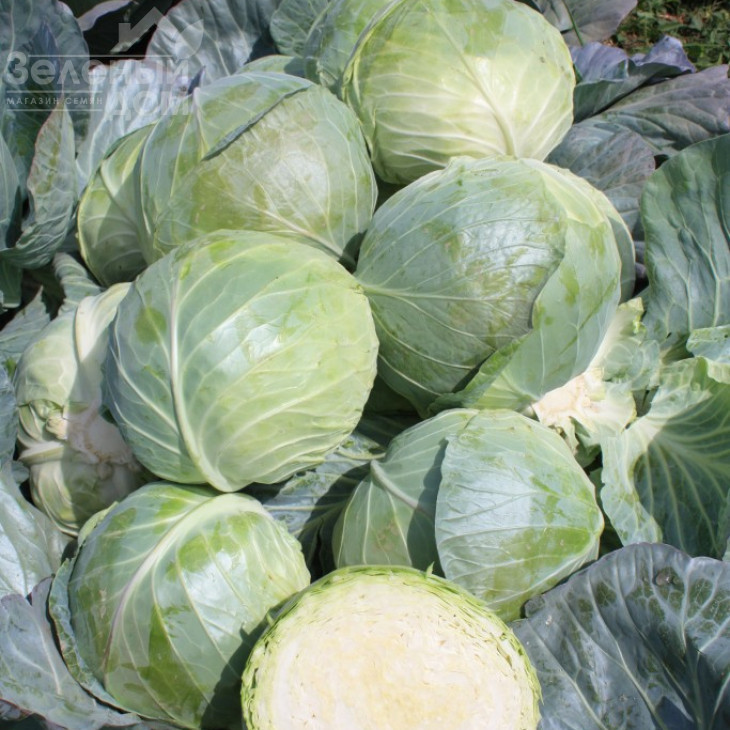 Компас F1 (Глоуб Мастер F1) / Compass F1 (Globe Master F1),80-85 днів фото 2