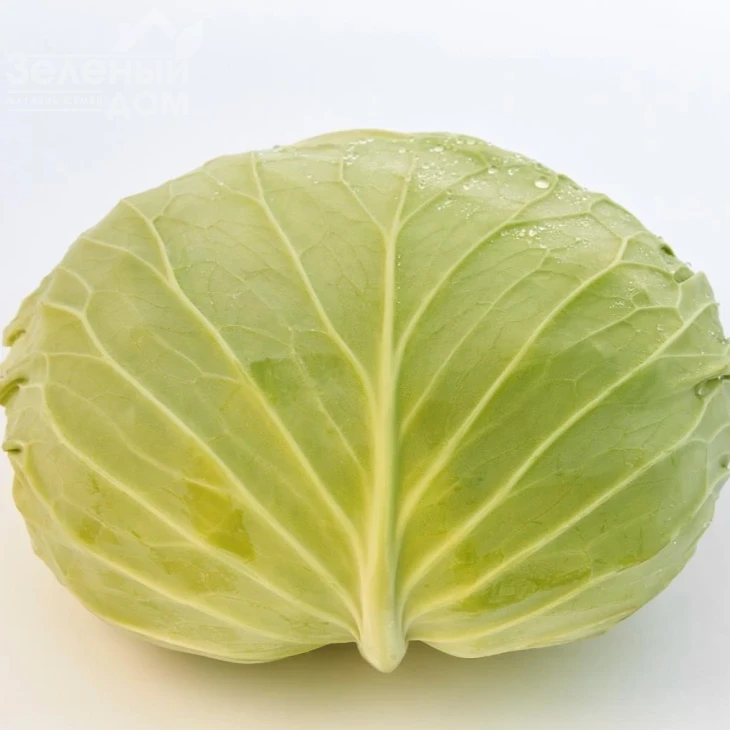 Фелисити F1 / Felisiti F1, 70-75 дней фото 1