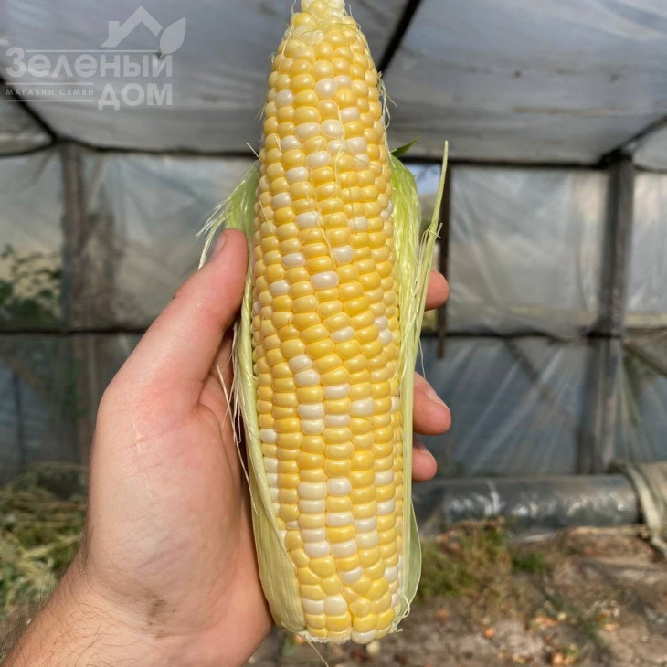 Кейт F1 / Kate F1, 76-77 днів фото 1