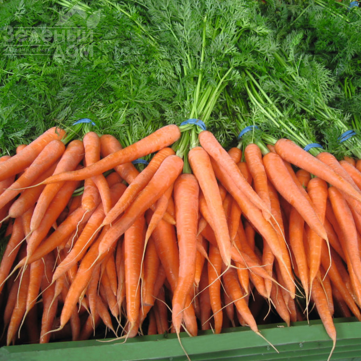 Наполі F1 / Napoli F1,90 днів фото 2