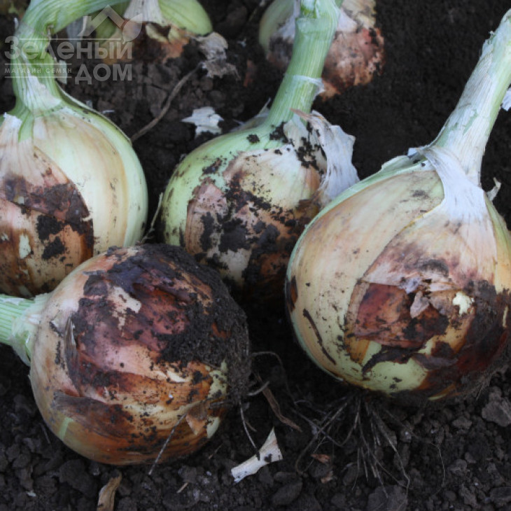 Венера F1 / Venera F1, 275-280 днів фото 1