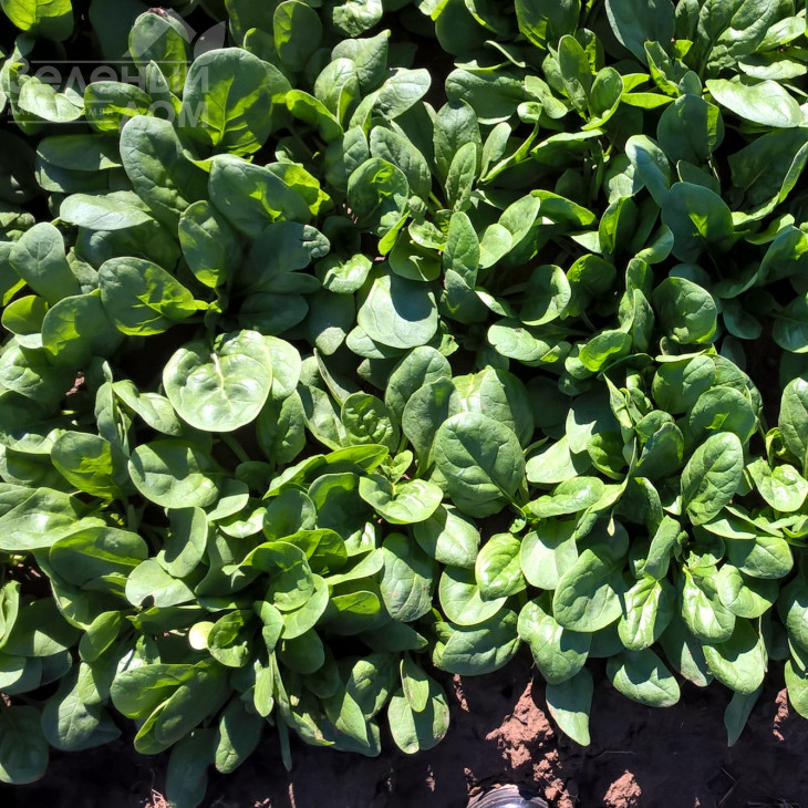 Юкон F1 / Yukon F1 фото 1