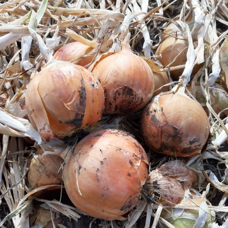 Джела F1 / Dzhela F1, 100-110 дней фото 4