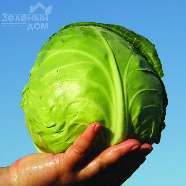 Ирма F1 / Irma F1, 50-55 дней фото 1