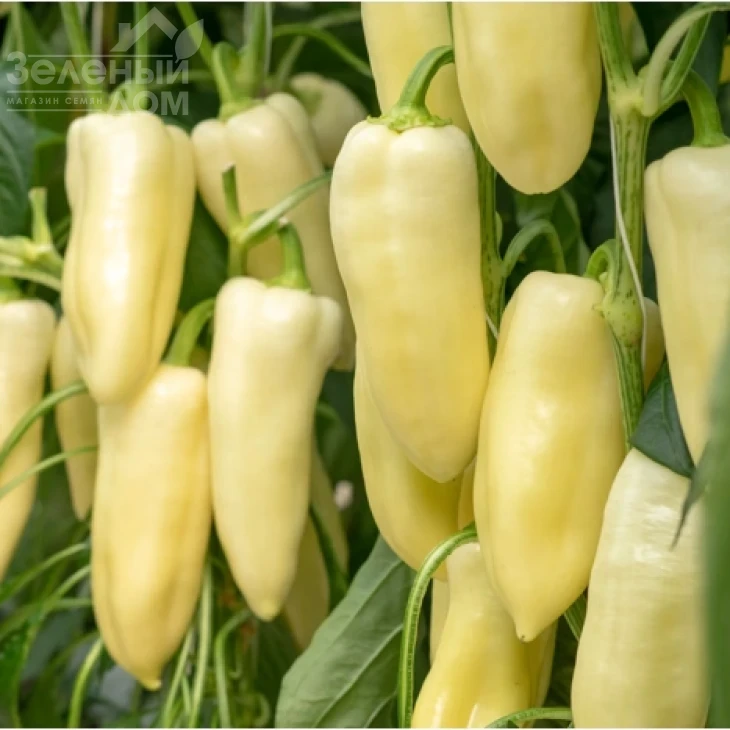 Бравия F1 / Bravia F1 фото 1