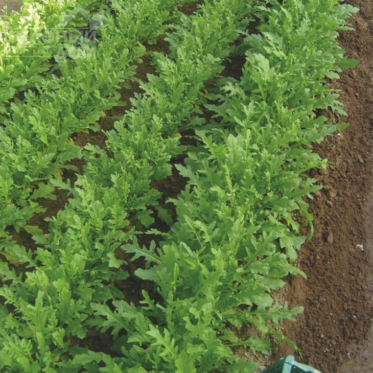 Летиция / Letizia фото 2