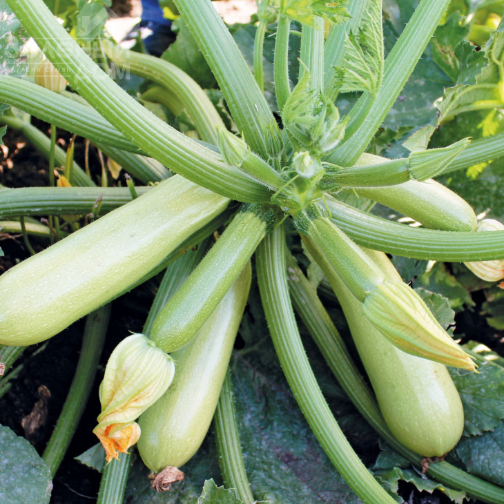 Ангеліна F1 / Anhelina F1,39-43 дні фото 1