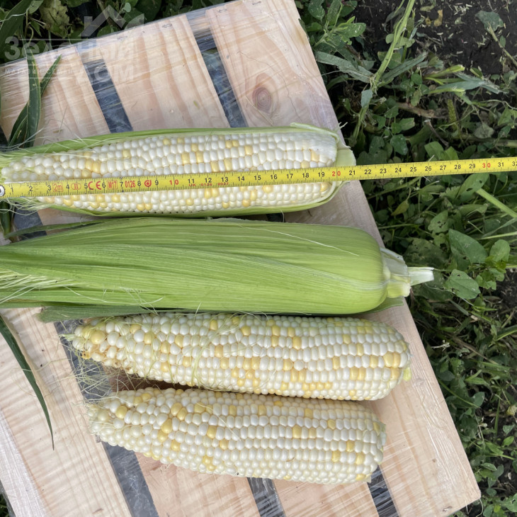 Вайт Туз F1 / White Tuz F1, 65-67 днів фото 6