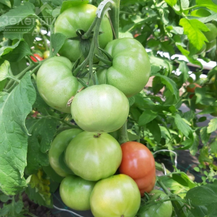 Сим-Сим (ЕЗ 777) F1 / Sim-Sim (EZ 777) F1, 60-65 дней фото 3