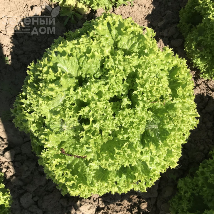 Лозано / Lozano фото 1