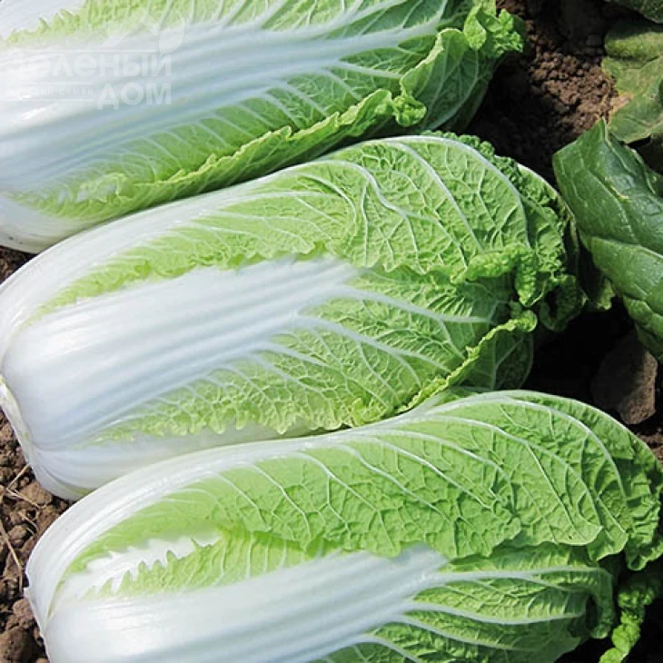 Эндуро F1 / Enduro F1,60-62 дня фото 2