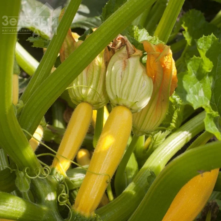 Лемона F1 / Lemona F1, 38-40 дней фото 6