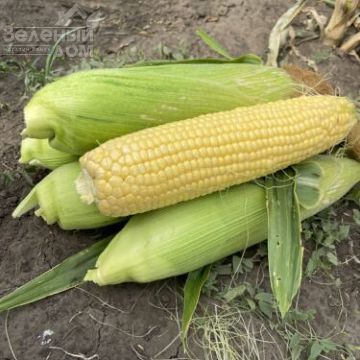 Гейзер F1 / Heyzer F1, 72 дні фото 2