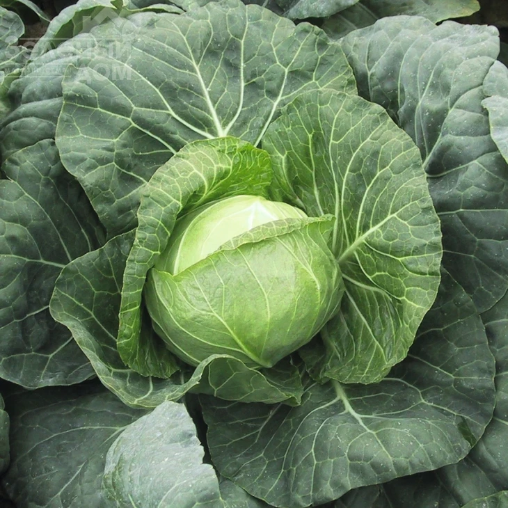 Парел F1 / Parel F1,48-50 дней фото 1