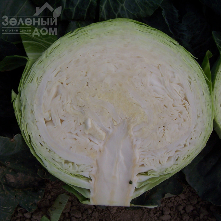 Мадісон F1 / Madison F1,115-120 днів фото 2