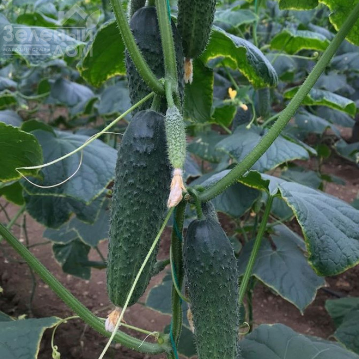 Страж(314) F1 / Strazh(314) F1,32-35 днів фото 2