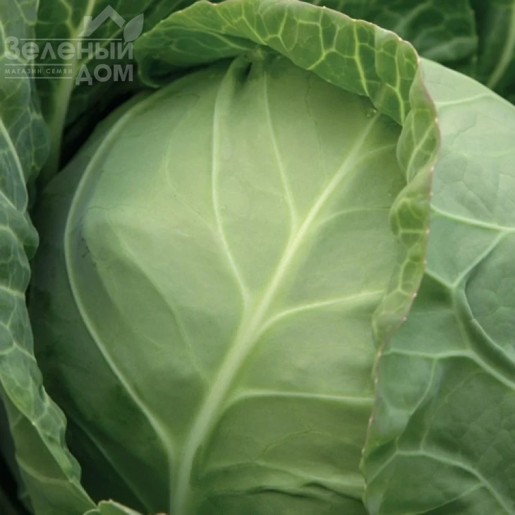 Миррор F1 / Mirror F1,47 - 50 дней фото 1