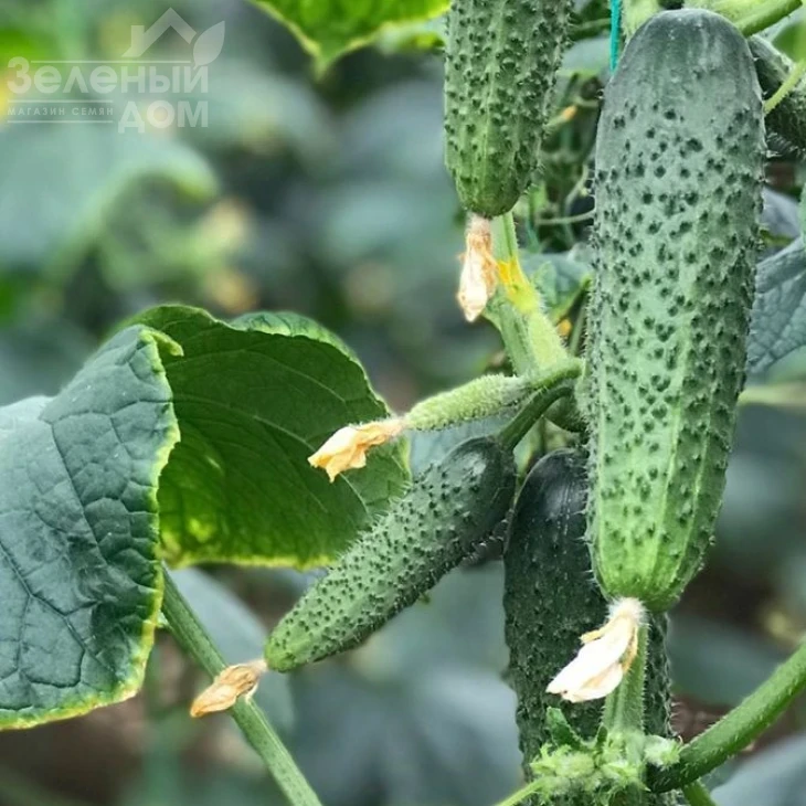 Страж(314) F1 / Strazh(314) F1,32-35 дней фото 1