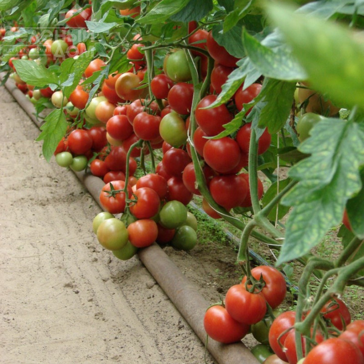 Монсан F1 / Monsan F1,85-100 днів фото 2