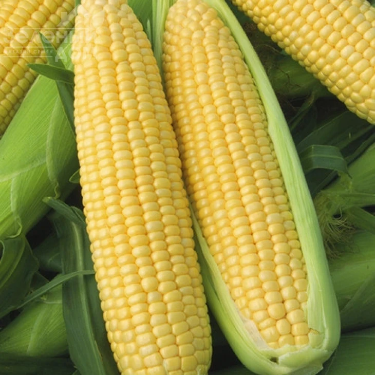 Оверленд  F1 / Overland F1,83 дня фото 1