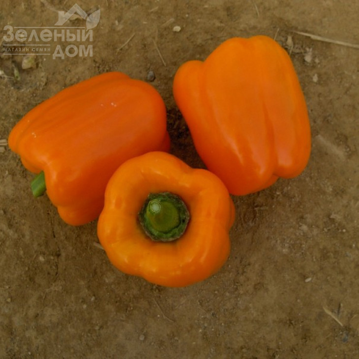 Магно F1 / Mahno F1 фото 2