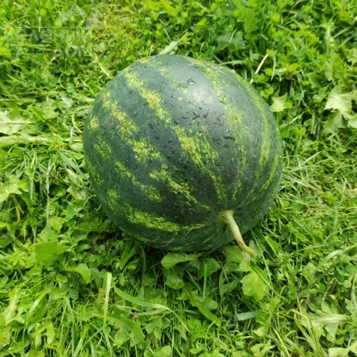 Зоря F1 / Zorya F1 фото 4