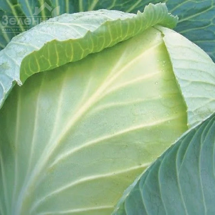 Лион F1 / Lion F1,130-140 дней фото 1