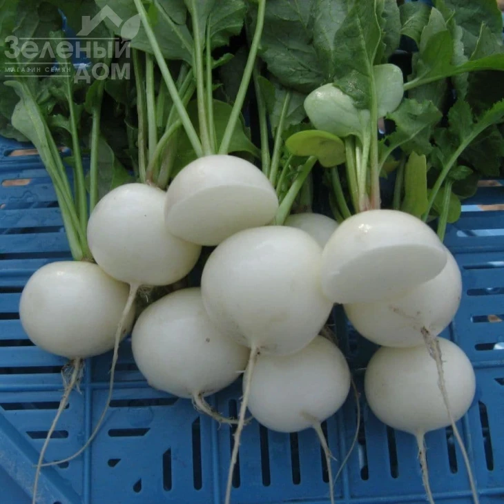 Вайтелла F1 / Vajtella F1 фото 2