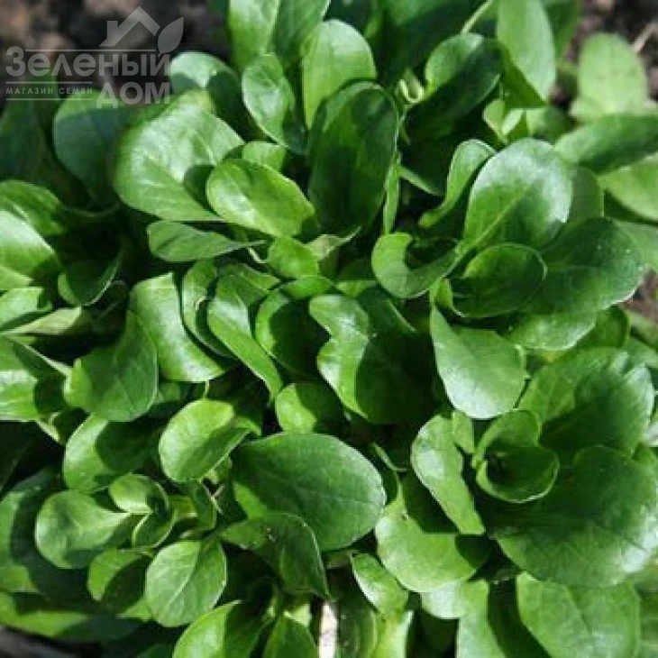 Сирила / Cirilla фото 1