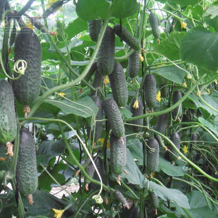 Директор F1 / Director F1,43-45 днів фото 1