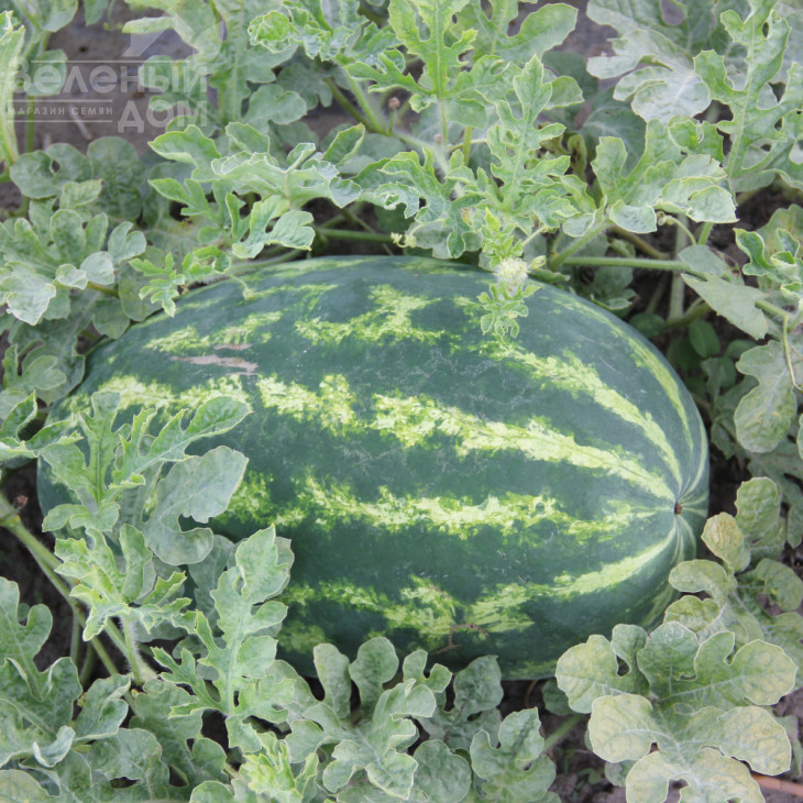 Хантер (LS 1812) F1 / Hanter (LS 1812) F1 фото 2