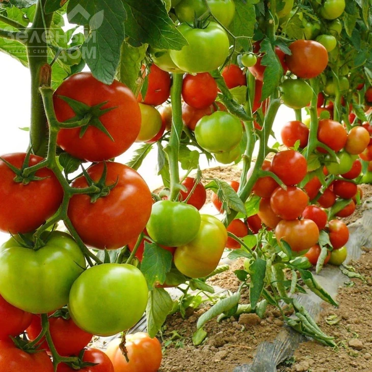 Прайд F1 / Prayd F1,100 дней фото 5